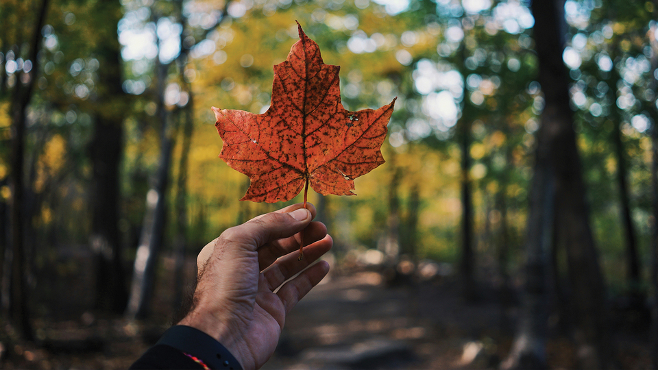 Your Gateway to Unforgettable Memories – GoVoyageCanada.com